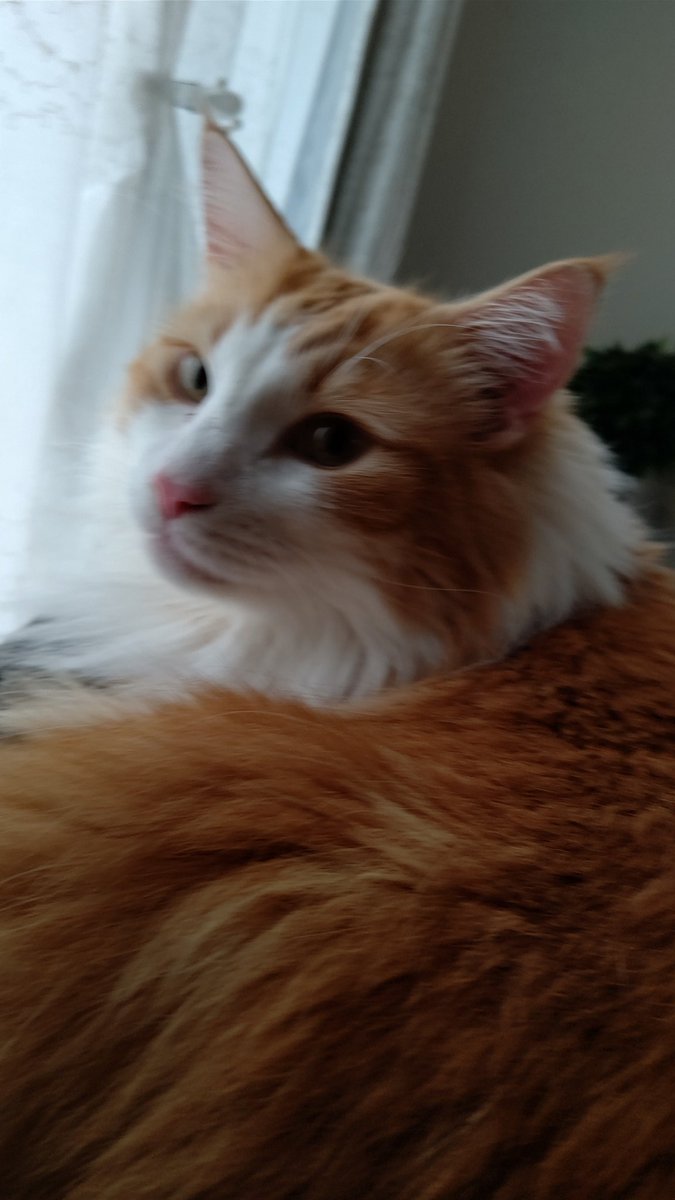 #ねこのいる暮らし
#ネコチャンカワイイ 