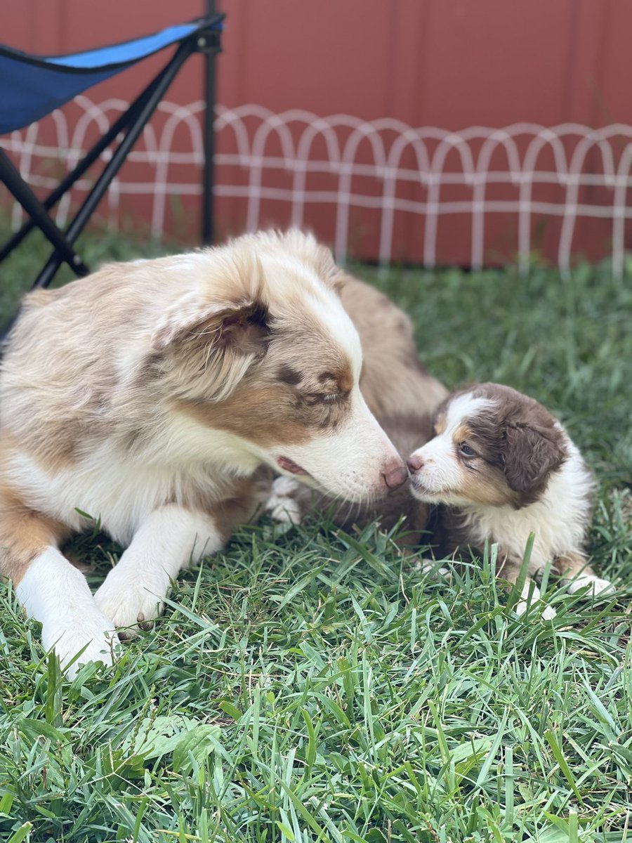 __pmg__'s tweet photo. before i got an aussie, i couldn’t stand them. in my field, i’ve seen the good, the bad, and the ugly in this breed. it just proves it’s all in how you raise them. socialized &amp; desensitized #aussiesoftwitter https://t.co/sB9d9Ujkxk