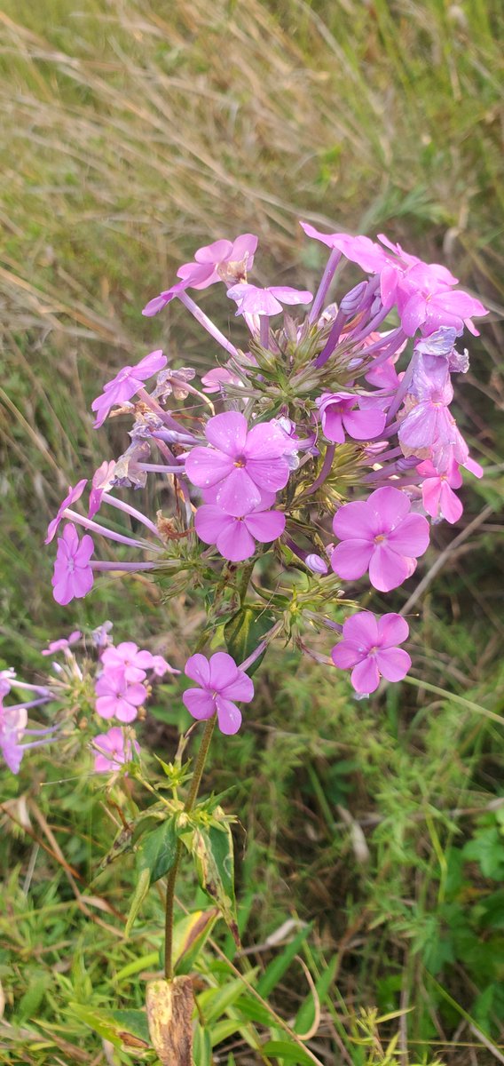 skenchoutdoors's tweet photo. The Fall Phlox (Phlox paniculata)
There are 67 species of Phlox, and Siberia hosts only one of these species, the Siberian Phlox (Phlox sibirica)
#botany #plants #flowers #wildflowers #lobelia #flowerstagram #evolutionary #plantsoverpeople #stophumanity #phlox #siberia https://t.co/XcucbCBeuA