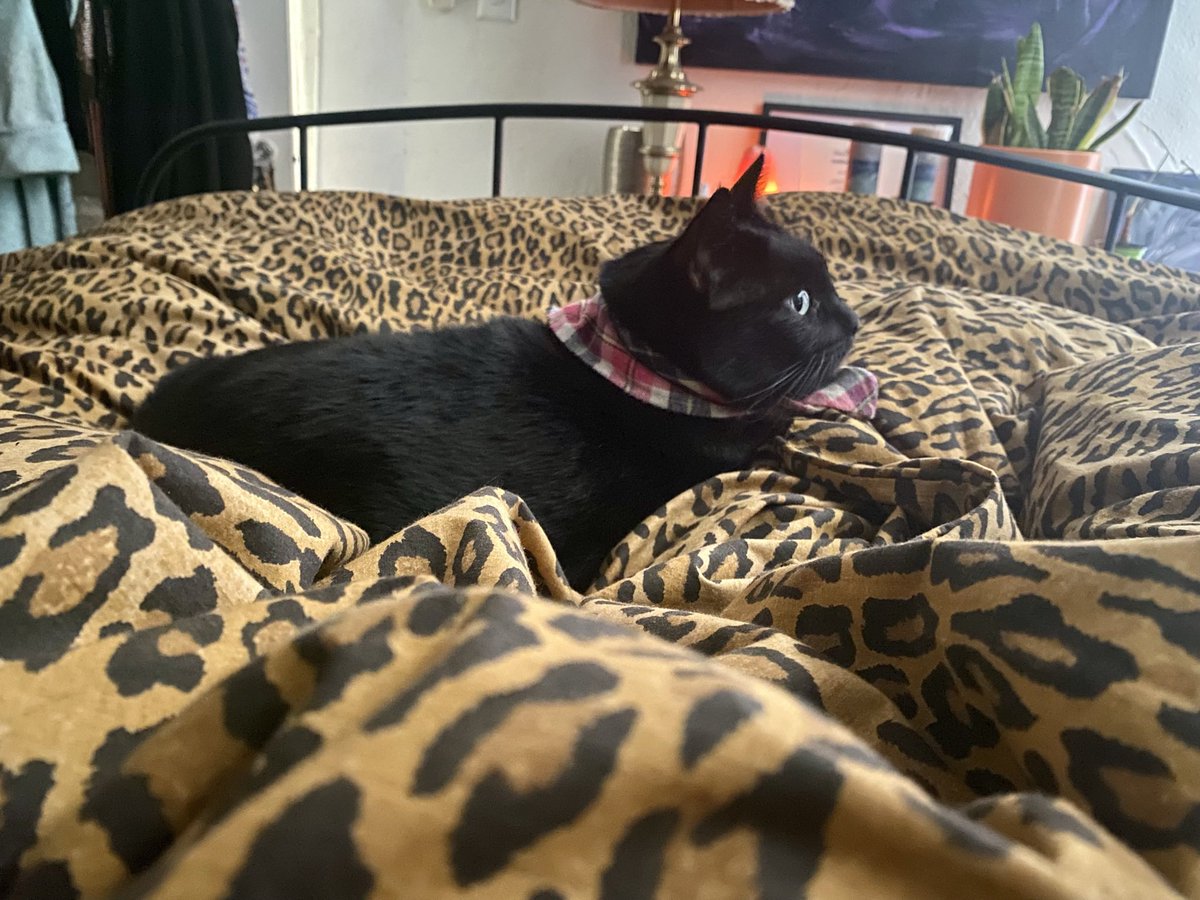 Galaxy Xippy Rodriguez tweet media