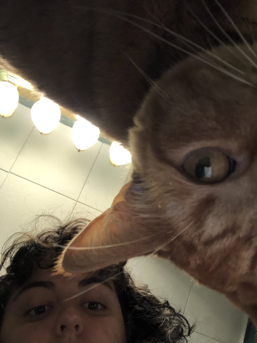 frans_films's tweet photo. My 5 year old kitty!! https://t.co/j3y7snUPQS