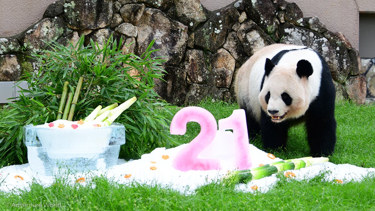アドベンチャーワールド 公式 Happy Birthday 良浜 本日9月6日はお母さんパンダ 良浜 の21歳の誕生日 日頃の感謝の気持ちを込めて 大好物の詰め合わせワンプレートをプレゼントしました 良浜はリンゴからムシャムシャ とても美味しそうに食べ