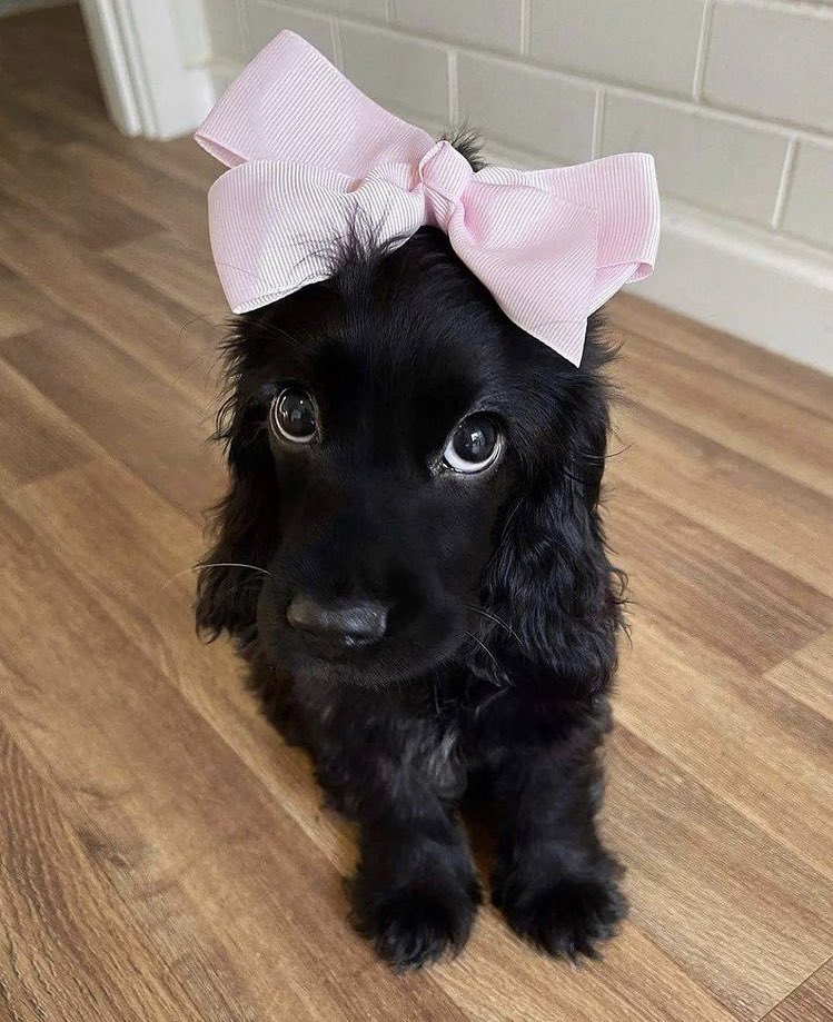 wolfpsyche's tweet image. ¿Diga?