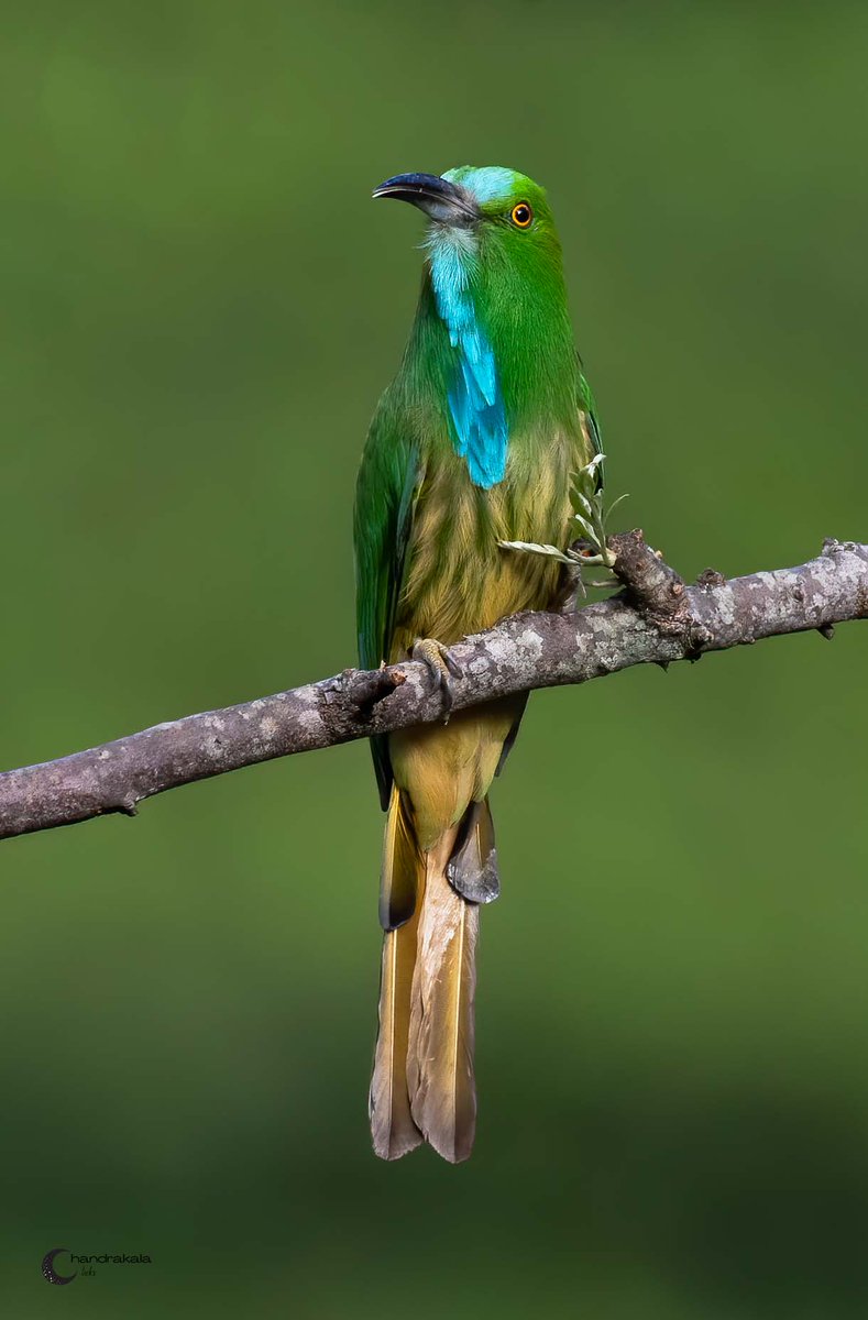 Blue-bearded bee-eater (Nyctyornis athertoni) from the Nilgiris.
#IndiAves #ThePhotoHour #BirdsSeenIn2021 #TwitterNatureCommunity #NaturePhotography #natureinfocus #Nifhive @Avibase