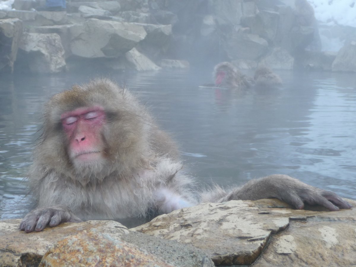 AnimalFactHub's tweet photo. Japanese macaques (Macaca fuscata) will bathe in natural hot springs during the cold winter months to stay warm.

Look how happy they look!

#animals #facts #japan https://t.co/wNAaDKP6Vx