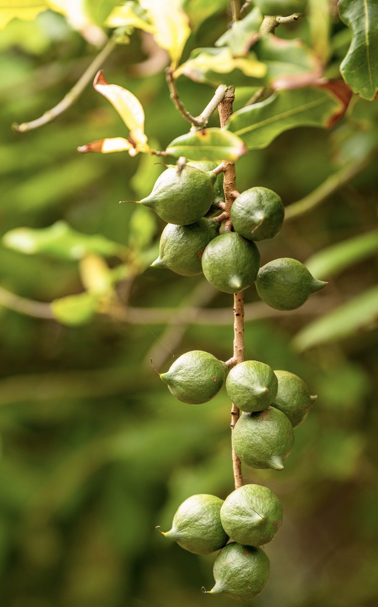 Good to have Dr  <a href="/olumide_jeffego/">Olumide Jeff-Ego</a> back to the tree nut pathology team <a href="/QAAFI/">QLD Alliance for Agriculture & Food Innovation</a> as a <a href="/UQscience/">UQ Science</a> Postdoctoral Research Fellow to build on her work on oomycetes in macadamia <a href="/Macnutpathology/">Macadamia Pathology</a> <a href="/AusMacadamias/">AustralianMacadamias</a>