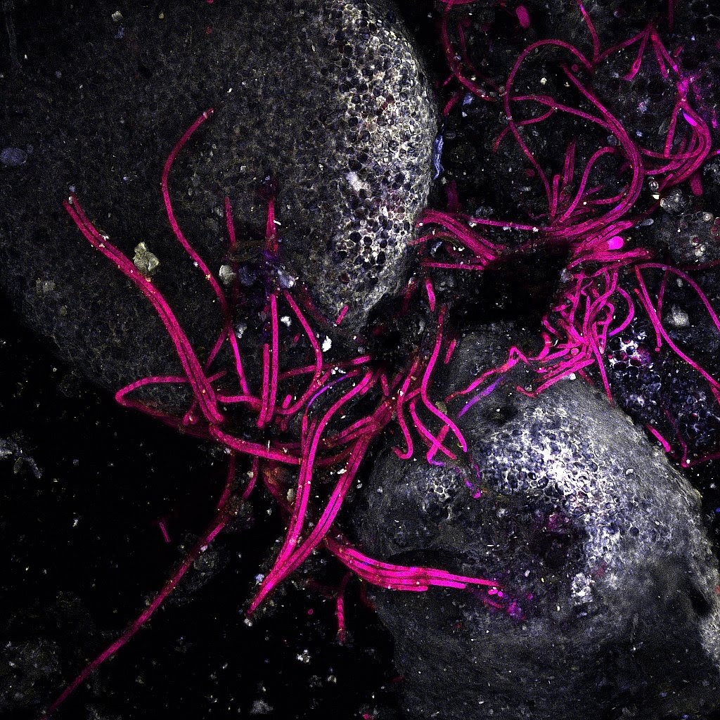 Confocal images of filamentous cyanobacteria tangled across the surface of light cyanobacterial and lichen dominated biocrusts from White Sands National Park <a href="/FEMSmicro/">FEMS</a> #MicrobeArt2021 #InternationalMicroorganismDay <a href="/DrylandAlgae/">Nicole Pietrasiak</a>