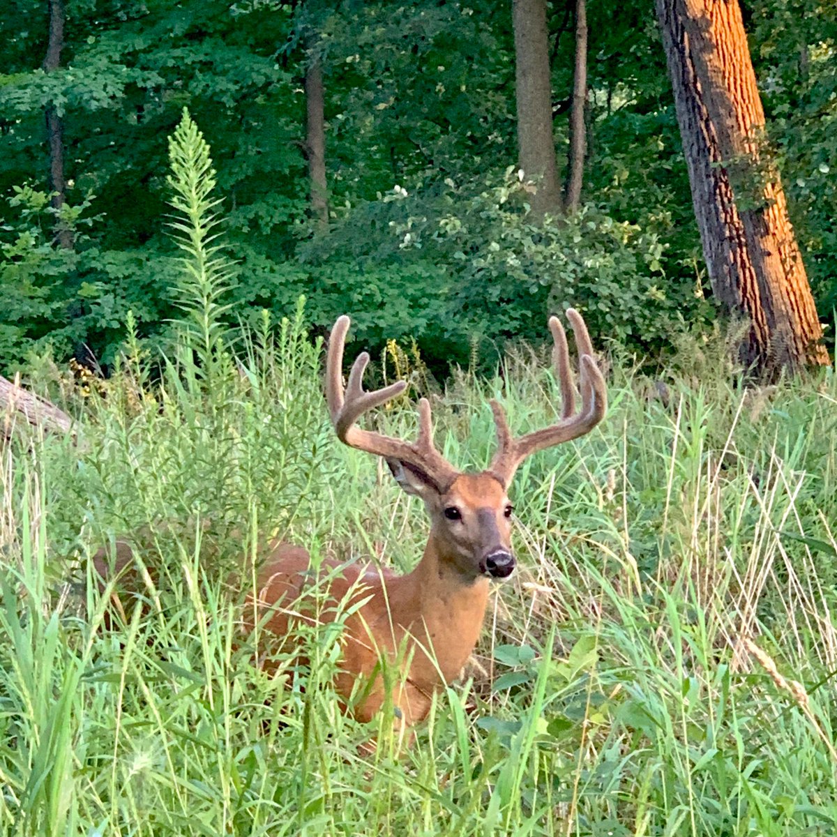 I saw this gorgeous guy about a few weeks ago!! He was stunning