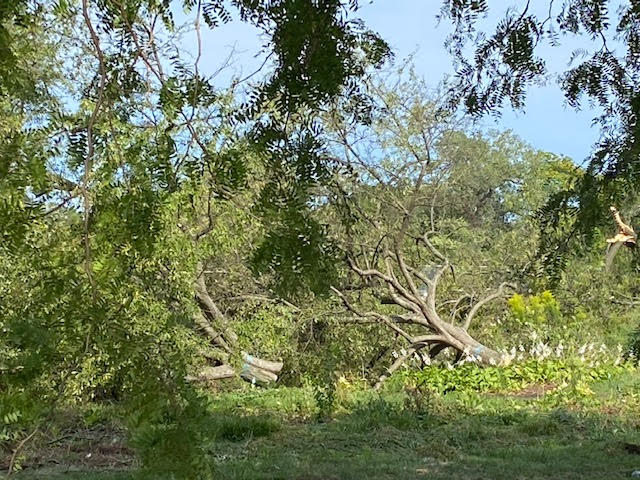 formerly the Women's Garden, Jackson Park. 
