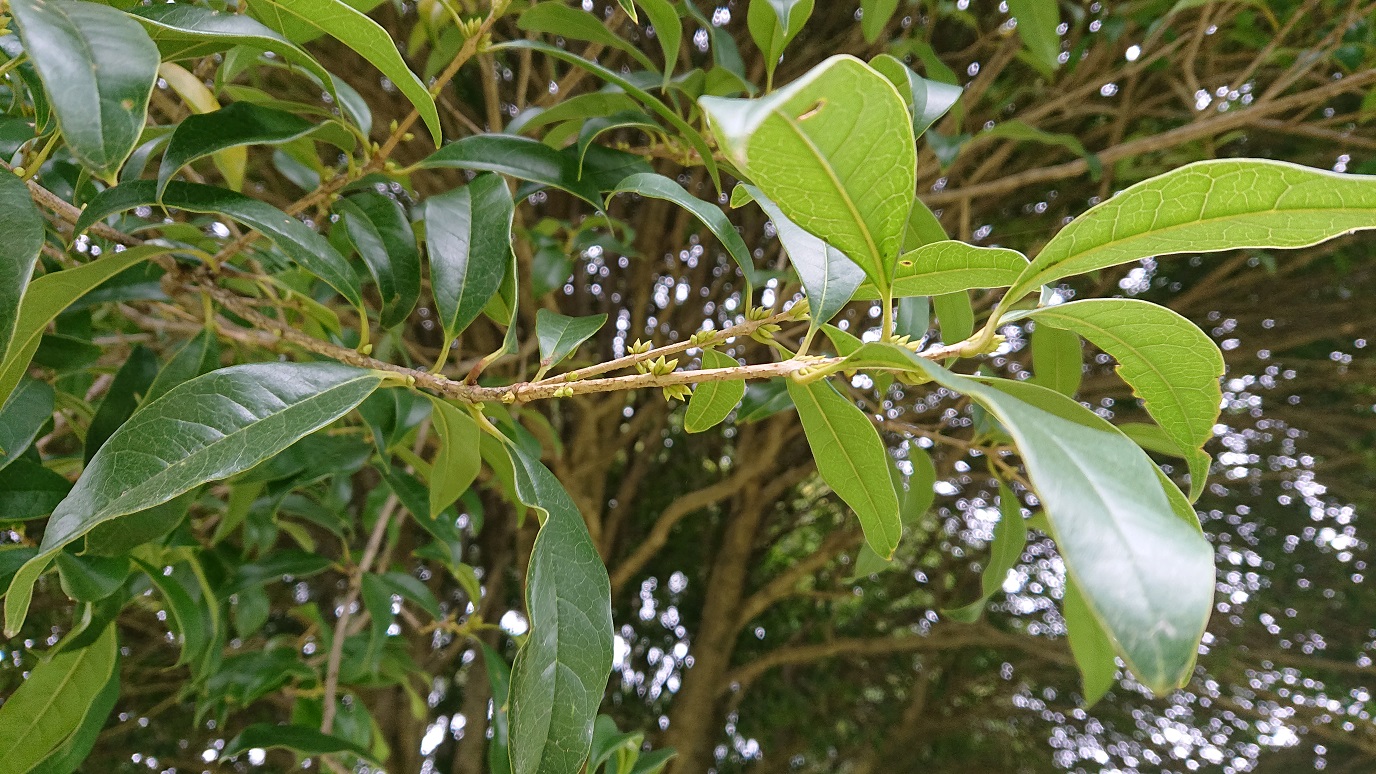 ট ইট র 武蔵野ワークス こちらは本日の 武蔵国分寺公園 の キンモクセイ 花芽がどんどん膨らんできています 咲く前からうっすら香りが漂うのものですが今日はまだ香ってきません 毎年この時期になるとスタッフ一同ソワソワいたします みなさまのご