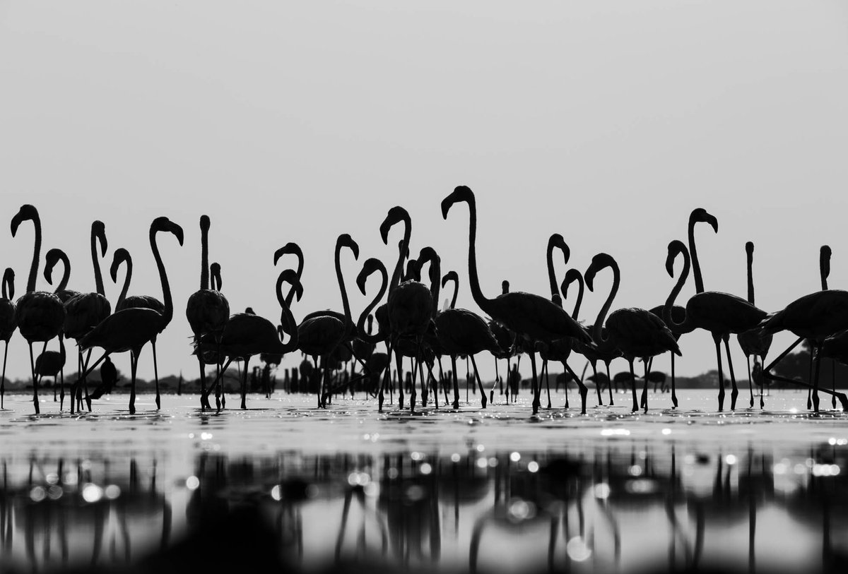 FernandaLinage's tweet photo. Flamingos in shadows 🦩🖤 https://t.co/yjC56Ol4nw