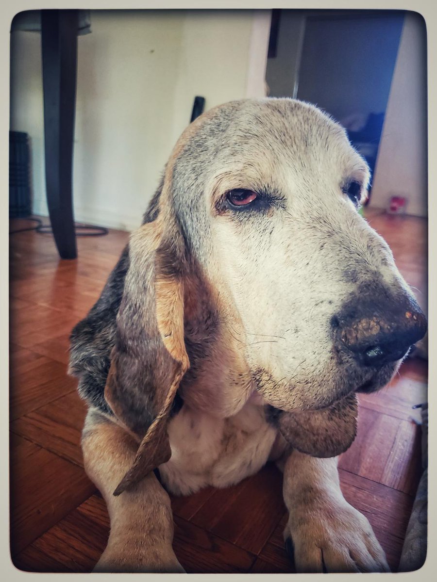 ShermanTheDog3's tweet photo. Six months ago my Brother passed away.  I miss him so much but I am glad I got to be his bro.  Why don't you go ahead and hug your bro today...and give him bacon! https://t.co/KhjY2WuKxG