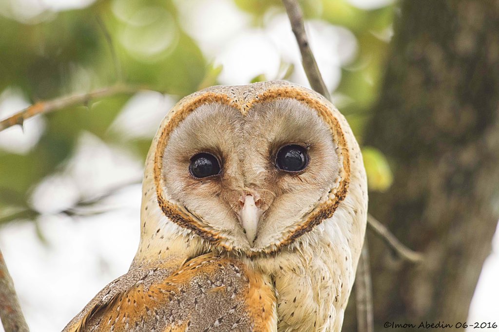 “Silence is a source of great Strength” Silence, the only weapon makes the BARN OWL one of the most lethal Predator! #BirdsSeenIn2021 #birds #IndiAves #Owl #BBCPOTD #BBC #Asia #India #Assam @Bhrigzz @mharshaips @Saket_Badola @pargaien @vivek4wild @pnkjshm @MonaPatelT @incognito9