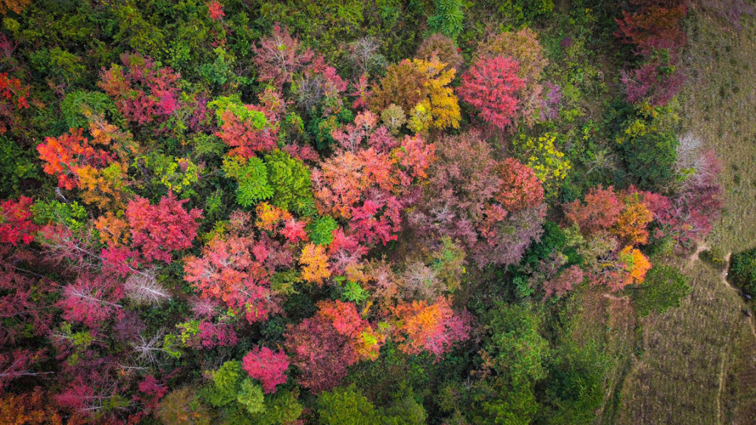 vietmountains's tweet photo. The Best time to see Maple tree in northern Vietnam
Maple trees have brightened the landscape of Trung Khanh District, Cao Bang Province with red and yellow leaves.
#mapletree #nature #vietmountains #hiking #trekking #naturephotography 
https://t.co/ZcnWcCkQgQ https://t.co/ylz6b64sYn