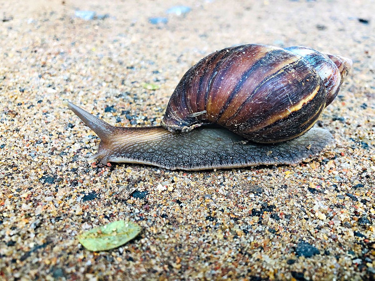 Giant African Snail (Achatina fulica)?!