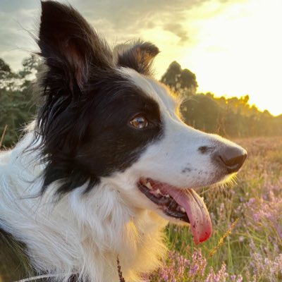 MagicalMerlinBC's tweet image. #NewProfilePic