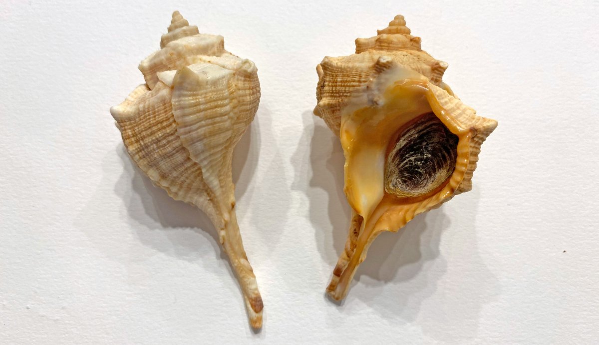 The Phoenician civilization extended over these vast coastal distances at least partly because of the economic importance of their dye-extraction industry. A sea snail - Bolinus Brandaris, the dye-murex - provided the sought after purple dye for which they were famous.  8/