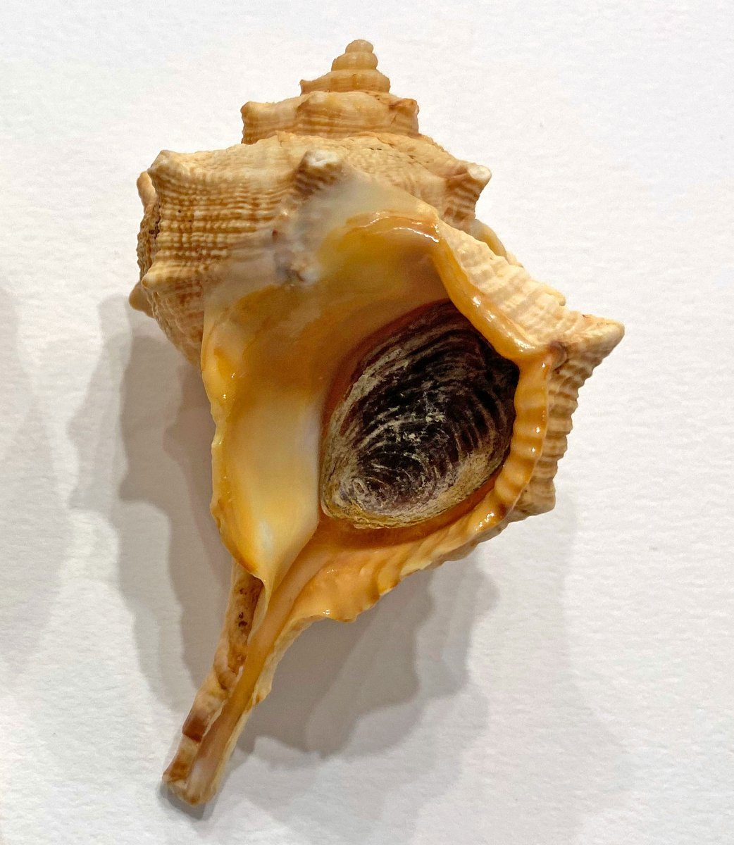 In short: the letters in the book you are reading today, and the near universal adoption of movable type printing in the West, both depend on these sea-snails.  10/