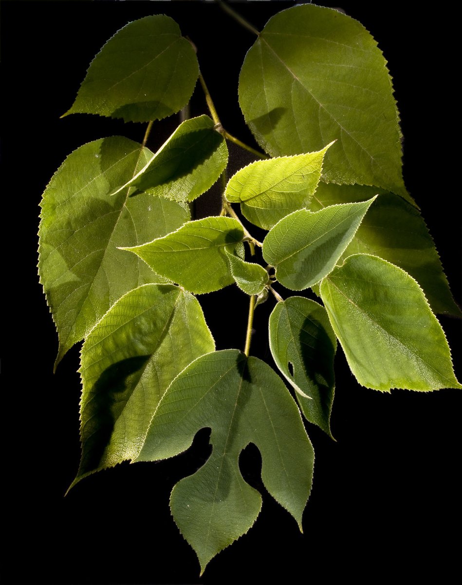 Traditional papermaking in Asia uses the inner bark fibers of plants. Papermaking in Europe developed on fundamentally different lines because of the absence in Europe of an indigenous pulp source such as the paper mullberry [Broussonetia papyrifera] widespread in Asia.  17/