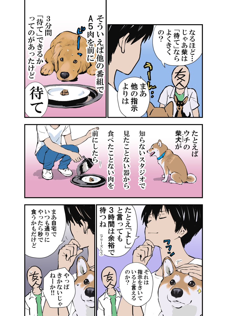 [番組]柴犬だけの50m走  内容の結果に知人が不思議がっていたので説明してみた。 