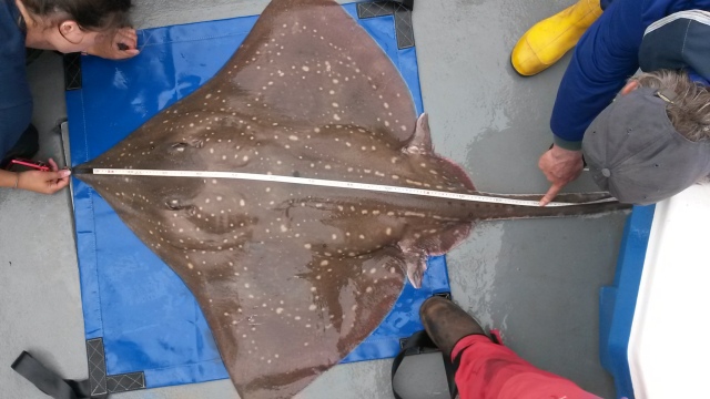 Do you enjoy a game of spot the difference? Would you like to volunteer to help a Scottish conservation project learn more about the critically-endangered flapper skate from home? Then this might be for you! Find out more and sign up now: skatespotter.sams.ac.uk #citizenscience