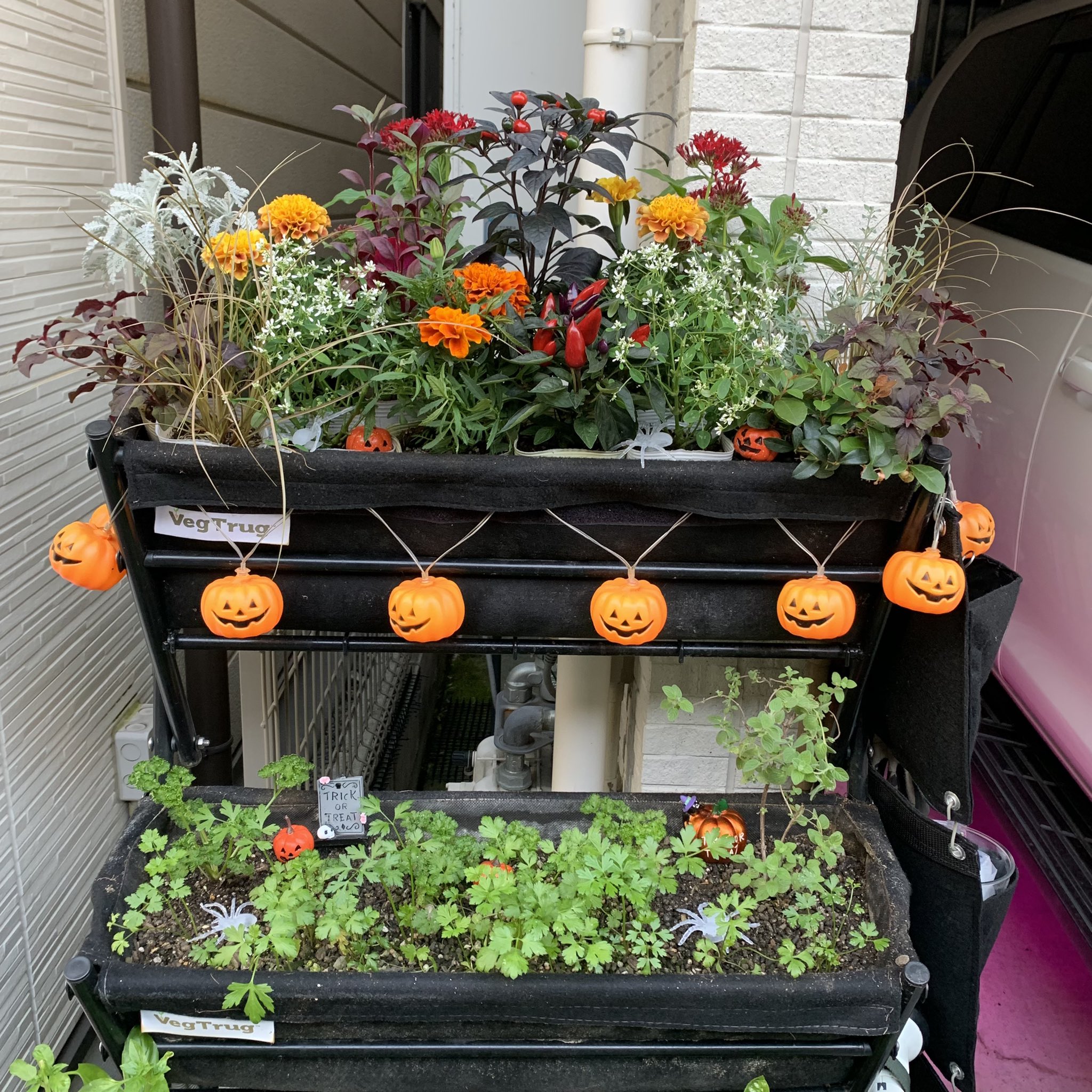 しぇら ファミキャン ガーデナー ハロウィンの寄せ植えデコレーション 毎年マンネリ化してきました なんかもっと面白い小物とかないですかね ハロウィンデコレーション ハロウィン寄せ植え 秋の寄せ植え 寄せ植え ベジトラグ ガーデニング マリー