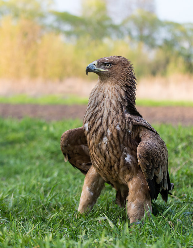 Коршун картинка