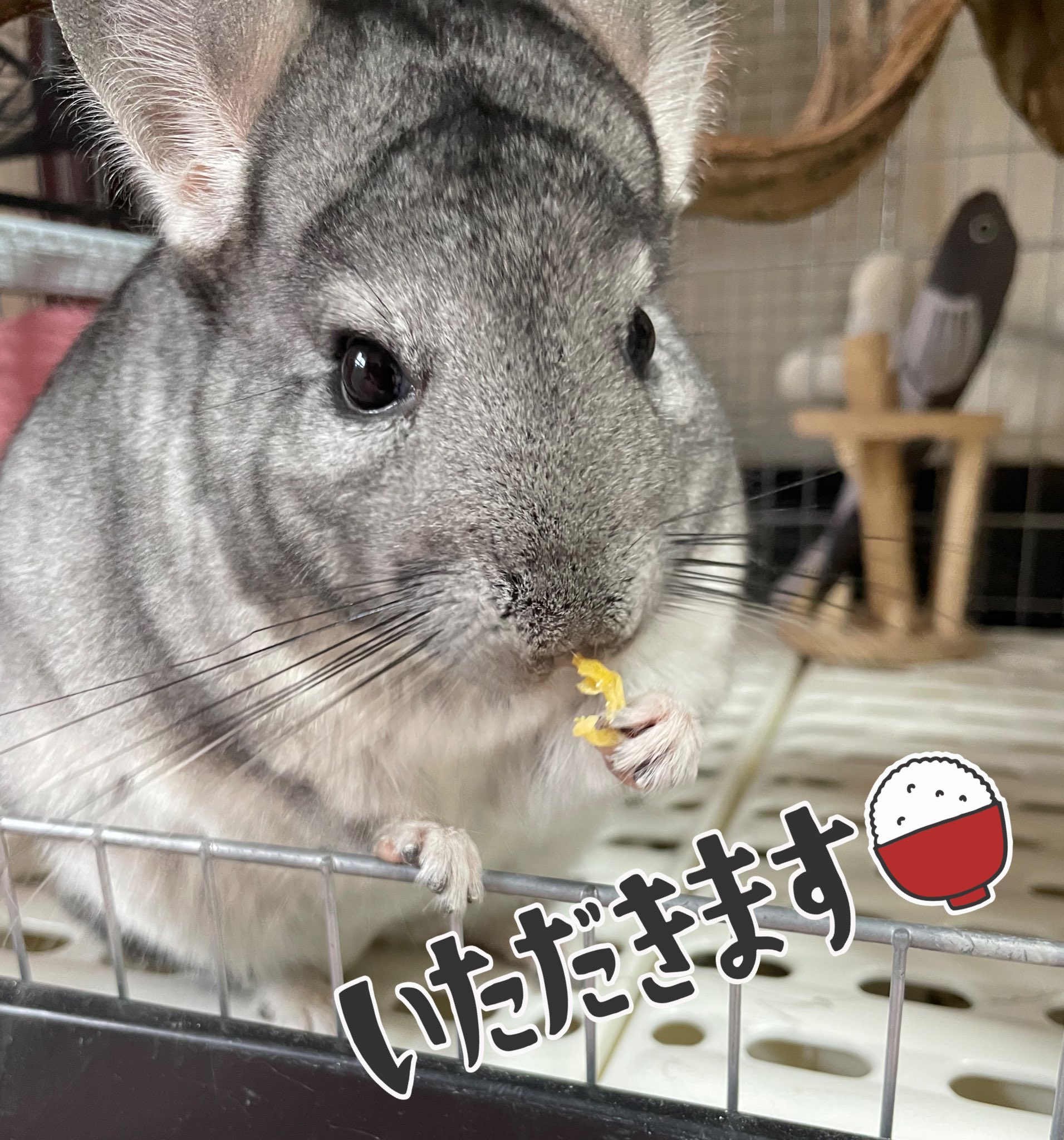 もふもふの呼吸 チンチラ チンチラテイストプラスってフードを買ってみた すごい食いつき だってデザートみたいだもん 最近お好みの食べ物は目の前に来てドヤ顔で食べるチンチラ くれるつもりは1ミリもないが見せつけたいらしい T Co