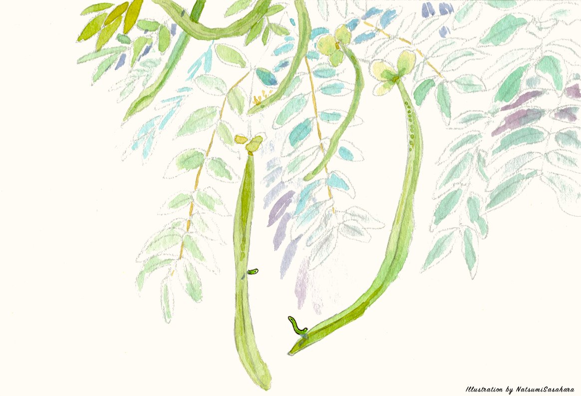 stakeyo1202's tweet photo. 植物を描くと、いもむしちゃんを描きたくなる病(*´-`)

虫が好きってわけじゃないけど、自然は彼らの世界だからねぇ…( ´▽｀)

彼らなりの、物語があるだろうなぁ(*´-`)

#水彩
#植物
#手描き
#イラスト
#watercolor
#illustration
#artwork https://t.co/3WibYuXm0a
