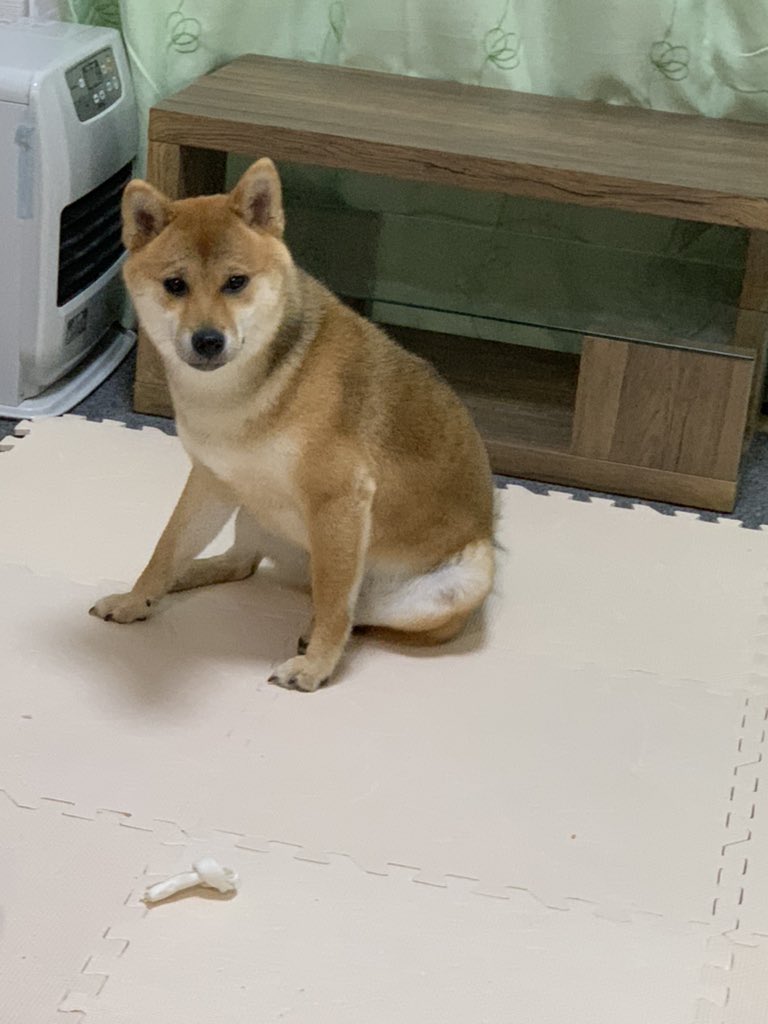 石原 雄 番組 柴犬だけの50m走 内容の結果に知人が不思議がっていたので説明してみた T Co Ycw6bdgu2j Twitter 石原 雄 番組 柴犬だけの50m走 内容の結果に知人が不思議がっていたので説明してみた T Co Ycw6bdgu2j Twitter