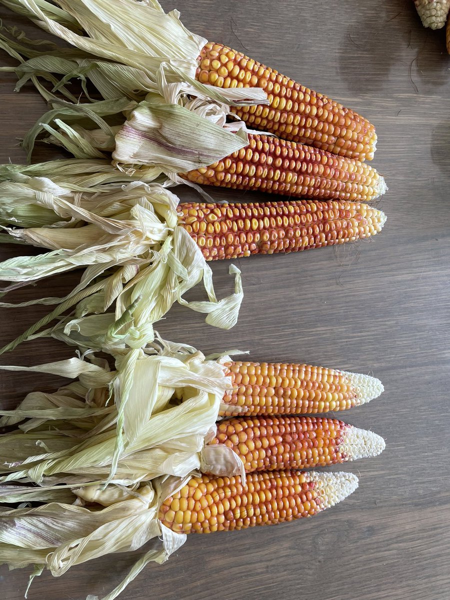 Veldexperiment met Astelis van <a href="/TimacAgroNL/">Timac Agro Nederland</a> in de mais van <a href="/LGseedsNL/">LG seeds Nederland</a> de LG 31.205 .