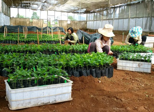 🌿 A new interesting article related #BREEDCAFS project has been published in the last days!
If you are curious, then check this link: bit.ly/3DN5DtH 
Many thanks to Pierre Marraccini for his work!
<a href="/Cirad/">Cirad</a>