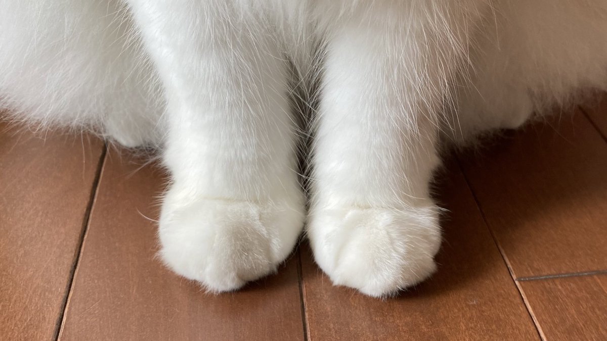 おてて揃えて｢おかえりー｣
#猫