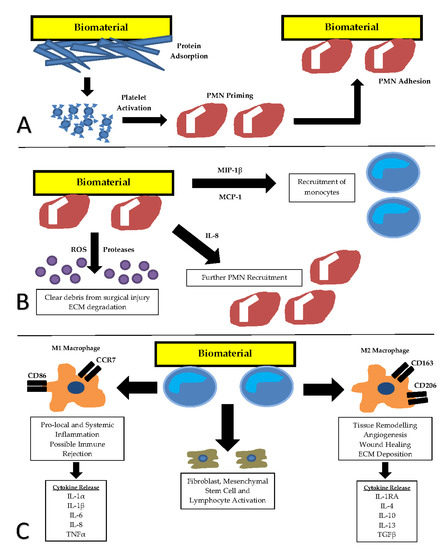 JFB_MDPI's tweet image. #mdpijfb 📢An interesting review &quot;The Role of In Vitro #Immune Response Assessment for #Biomaterials&quot; by David S. Musson et al. 
👉mdpi.com/2079-4983/10/3…
#tissue #grafts #cell #clinic #immunogenicity #invitro
#inflammation #implant #Protein