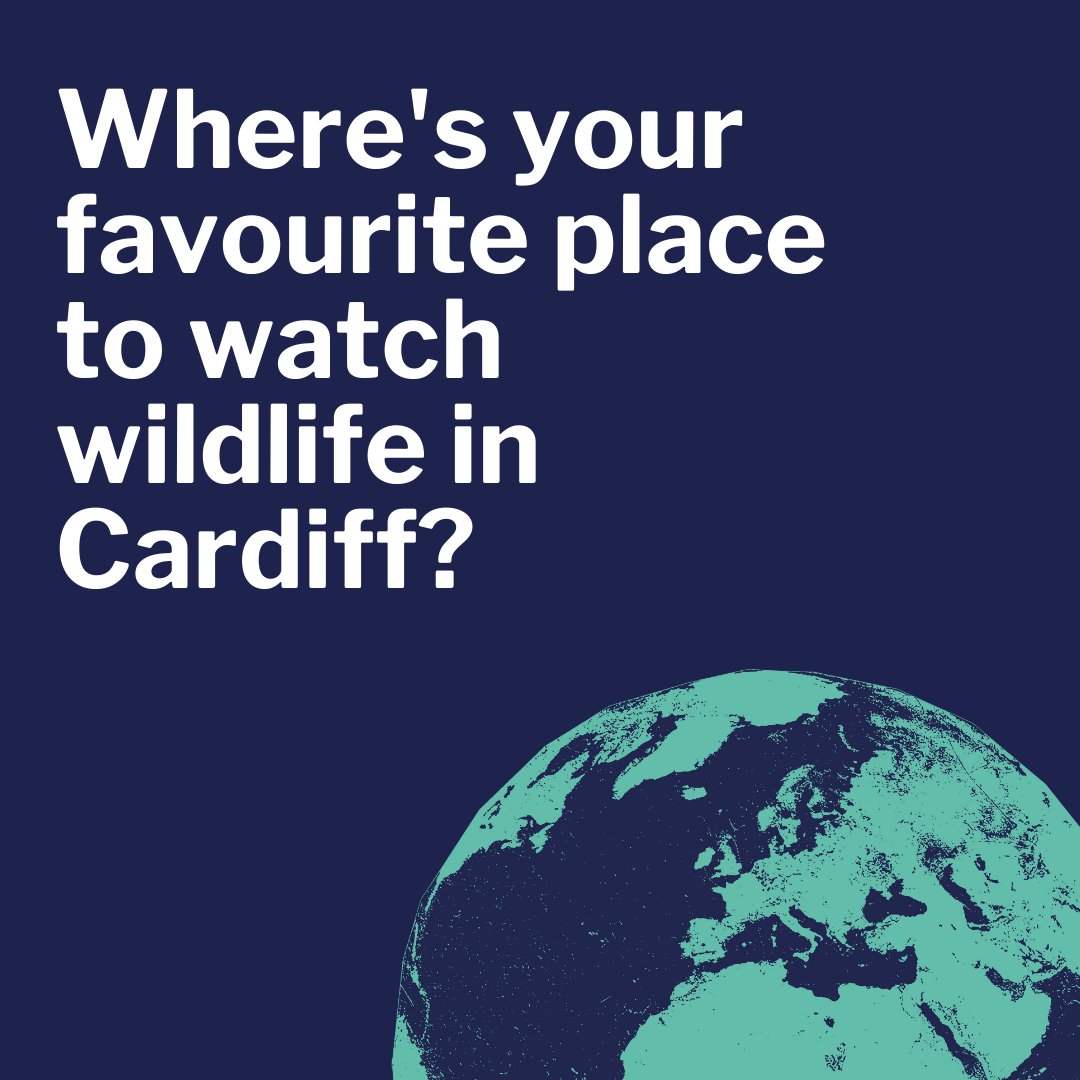 With a few days of sunny weather ahead, we were wondering... where should we head to spot some wildlife in Cardiff 🤔 #Wildcardiffhour #protectgreenspace Comment below 🐦🦊