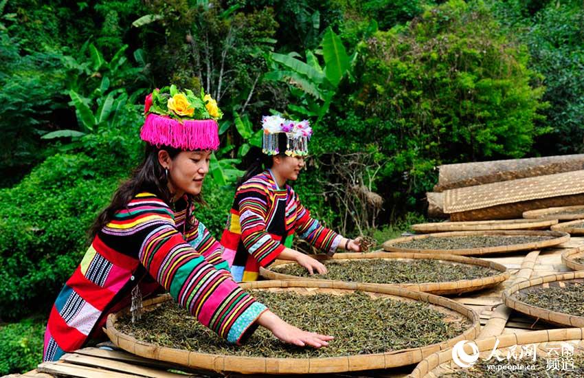 DiarioPovo's tweet photo. #Yunnan é o berço das árvores de #chá no mundo. Com uma antiga área de chá de mais de 1700 anos.
A antiga floresta de chá no condado de #Menghai, deu origem a antigas plantações de chá de mais de 3.800 mu (253 hectares), divididas em 11 áreas. https://t.co/InDvN1D8Gx