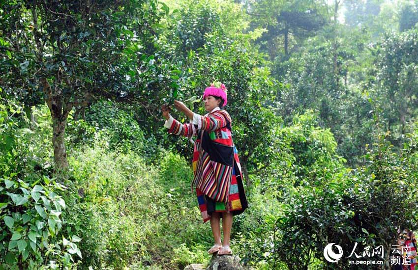 DiarioPovo's tweet photo. #Yunnan é o berço das árvores de #chá no mundo. Com uma antiga área de chá de mais de 1700 anos.
A antiga floresta de chá no condado de #Menghai, deu origem a antigas plantações de chá de mais de 3.800 mu (253 hectares), divididas em 11 áreas. https://t.co/InDvN1D8Gx