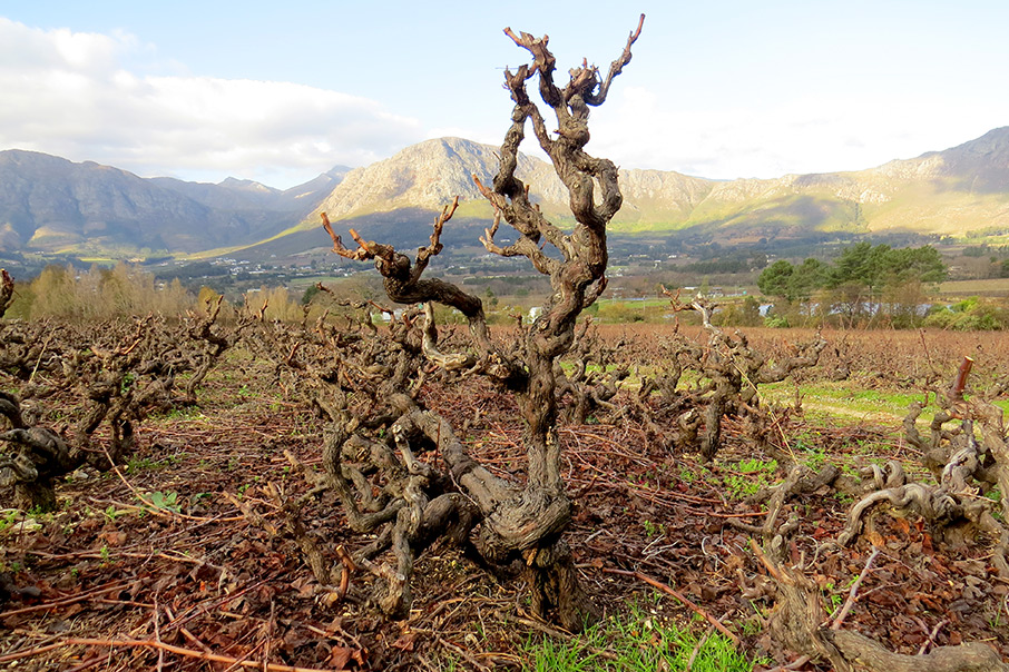 Wine Wizard (@michaelfridjhon) on Twitter photo #OnMyMind
The fine difference between a win and a place.
Read Michael Fridjhonās latest <a href="/BDliveSA/">Business Day</a> article - itās at winewizard.co.za/article/961.
@winesteinmf @omtrophywines <a href="/oldvineproject/">Old Vine Project</a> <a href="/rosa_kruger/">Rosa Kruger</a> <a href="/bosmanwines/">Bosmanwines</a> <a href="/oldroadwineco/">Old Road Wine Co</a> Image: @alheitwines, La Colline vineyard #OnMyMind
The fine difference between a win and a place.
Read Michael Fridjhonās latest <a href="/BDliveSA/">Business Day</a> article - itās at winewizard.co.za/article/961.
@winesteinmf @omtrophywines <a href="/oldvineproject/">Old Vine Project</a> <a href="/rosa_kruger/">Rosa Kruger</a> <a href="/bosmanwines/">Bosmanwines</a> <a href="/oldroadwineco/">Old Road Wine Co</a> Image: @alheitwines, La Colline vineyard