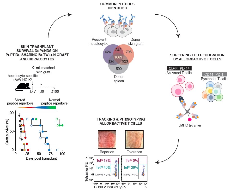 Eric Taeyoung Son (@erictaeyoung) on Twitter photo Excited to share our latest publication in the Journal of Clinical Investigation <a href="/jclinicalinvest/">Journal of Clinical Investigation</a>!
JCI - The self-peptide repertoire plays a critical role in transplant tolerance induction jci.org/articles/view/… Excited to share our latest publication in the Journal of Clinical Investigation <a href="/jclinicalinvest/">Journal of Clinical Investigation</a>!
JCI - The self-peptide repertoire plays a critical role in transplant tolerance induction jci.org/articles/view/…