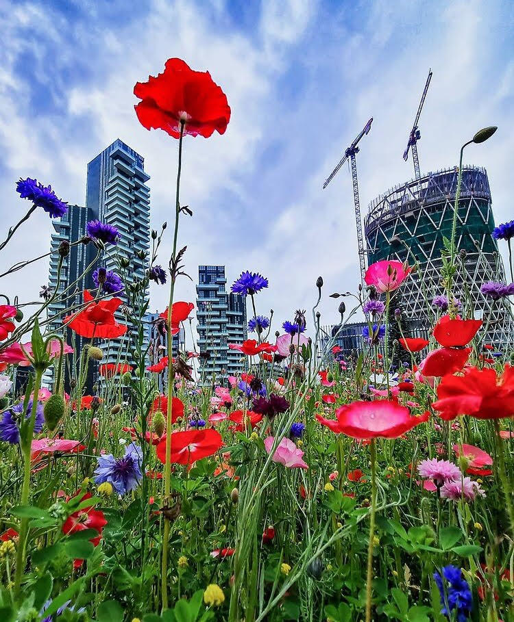 Esploreremo la #BibliotecadegliAlberi, un luogo di svago e di pace i cui i cittadini possono trovare un momento di pausa e di ristoro nella vita frenetica della città.🌺
---
bit.ly/3BpGyTo
📷: @capohorn79