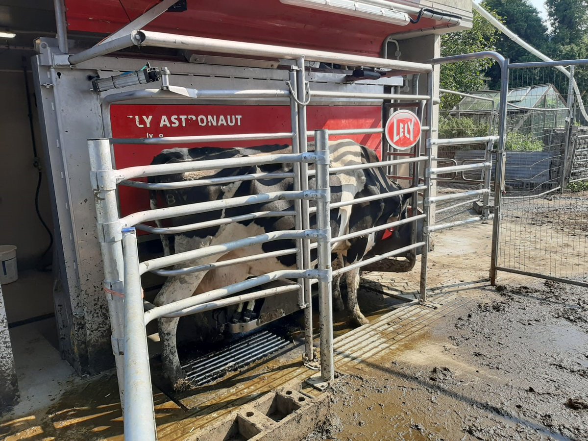 LelyAtlantic's tweet image. With Lely Astronaut A5 and free cow traffic, the cows decide when to eat, drink, relax or be milked. A healthy and stress-free cow means more milk in the tank. Discover more: 
🔴 GB: lely.com/gb/explore-lel… 
🔴 IE: lely.com/ie/explore-lel… 
#teamdairy #ukdairying #milkingrobot
