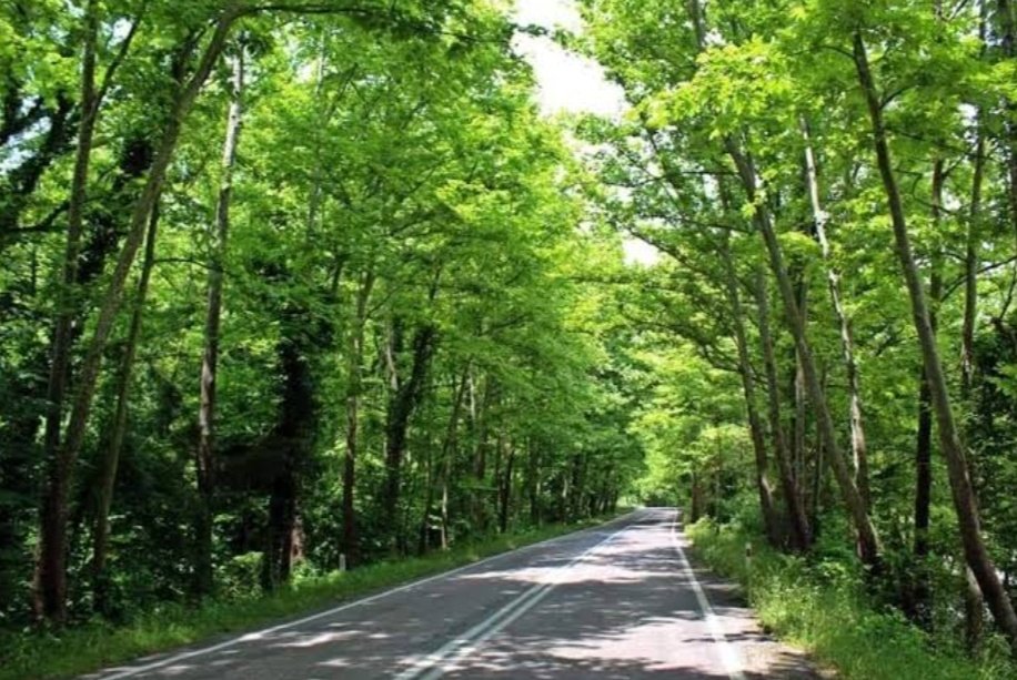 Karabük Ağaç Tünelinden Geçmelisin