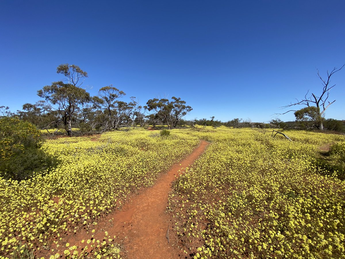 Ryan Carter tweet media