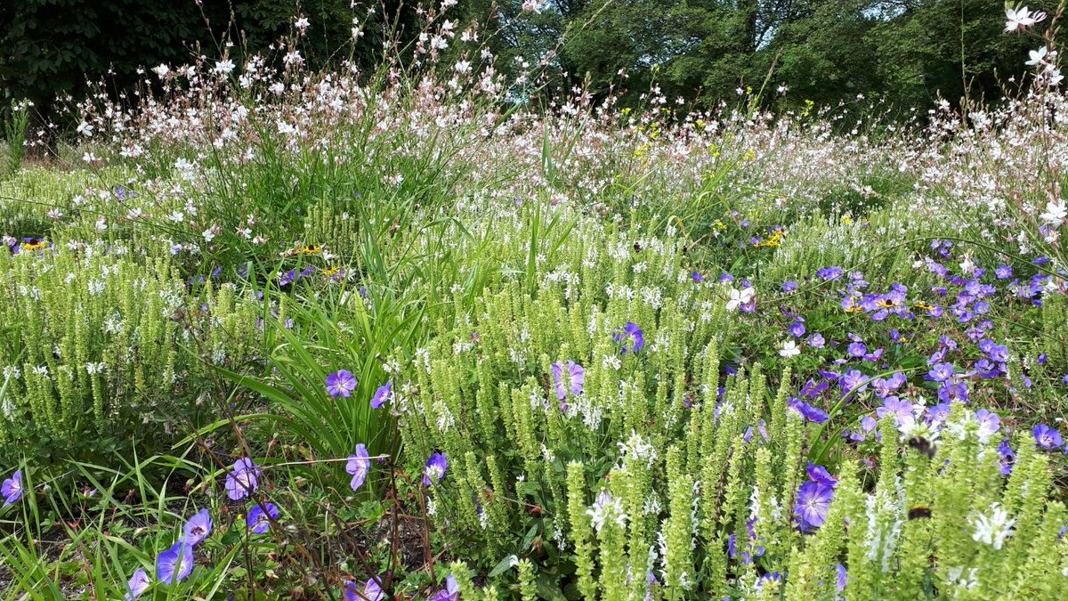 In bloei | De pluktuin van herdenkingspark Westgaarde in Amsterdam staat volop in bloei. Vorig najaar zijn er slingers van vaste planten en bloembollen geplant met daaromheen randen met ingezaaid bloemenmengsel. 
#begraafplaats #aanleg #pluktuin #biodiversiteit #kleur
