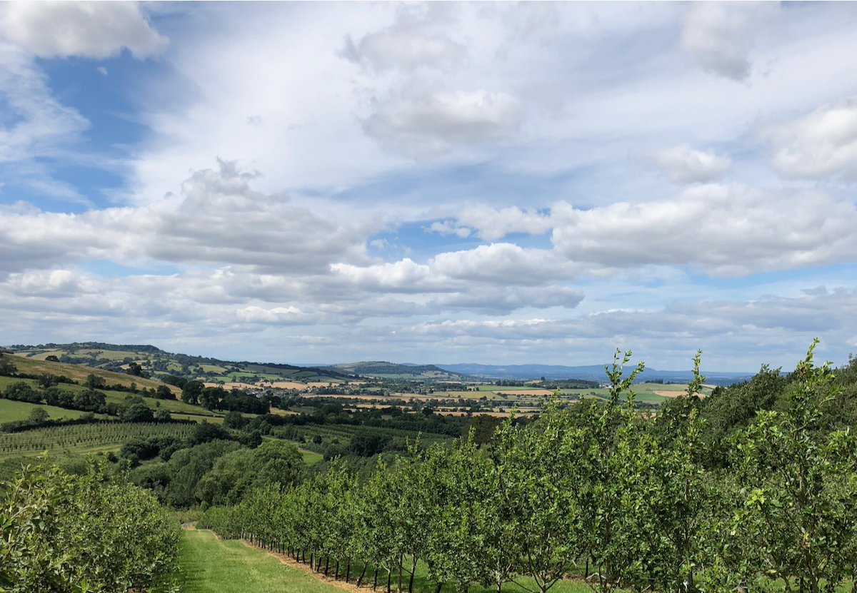 View through an orchard above Hayles Fruit Farm looking towards the Malvern Hills. I cannot wait to come through as part of the Winchcombe Walking Festival 1-3 October. shorturl.at/chBSV #Cotswolds #walking