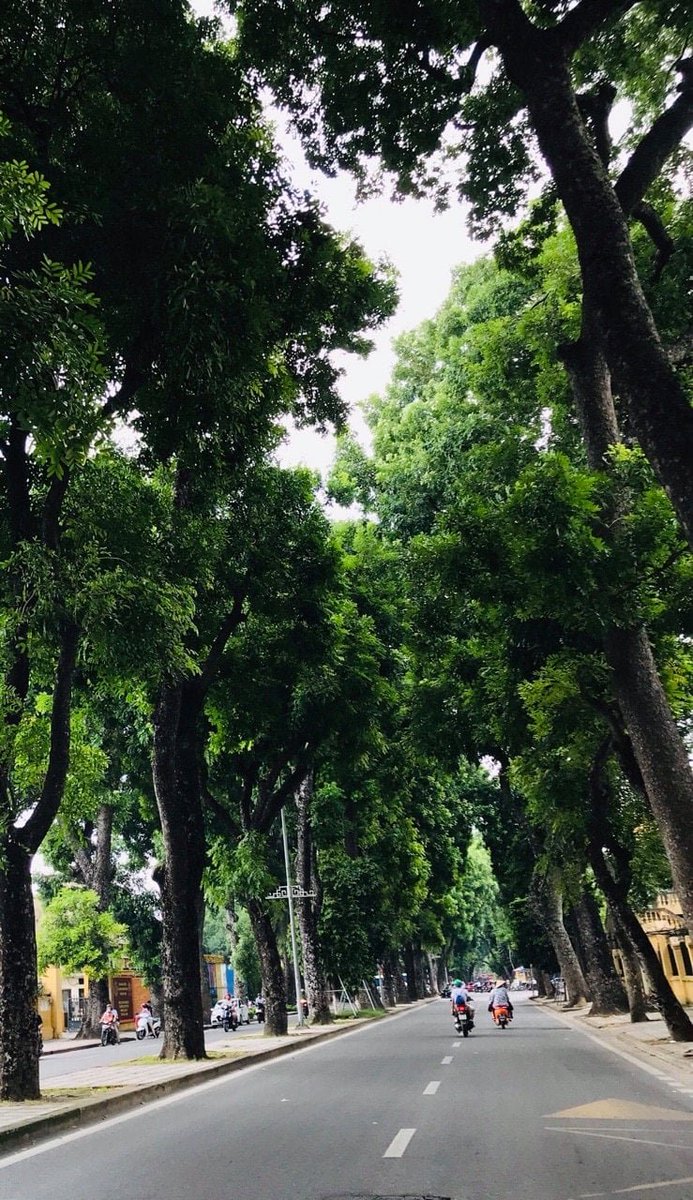 OudVietnam's tweet photo. Hello from Ha Noi, it's raining here.
How about weather over there , you guys ?😁
🏡 Stable supply for partner who are interested in Our Wood Chips. Contact us 👇

☎(+84) 987 296 001 (whatsapp)

#Vietnamoud #Oudsticks #Bakhoor #Oudchips #Agarwood #Oudoil https://t.co/SC92FgBi25