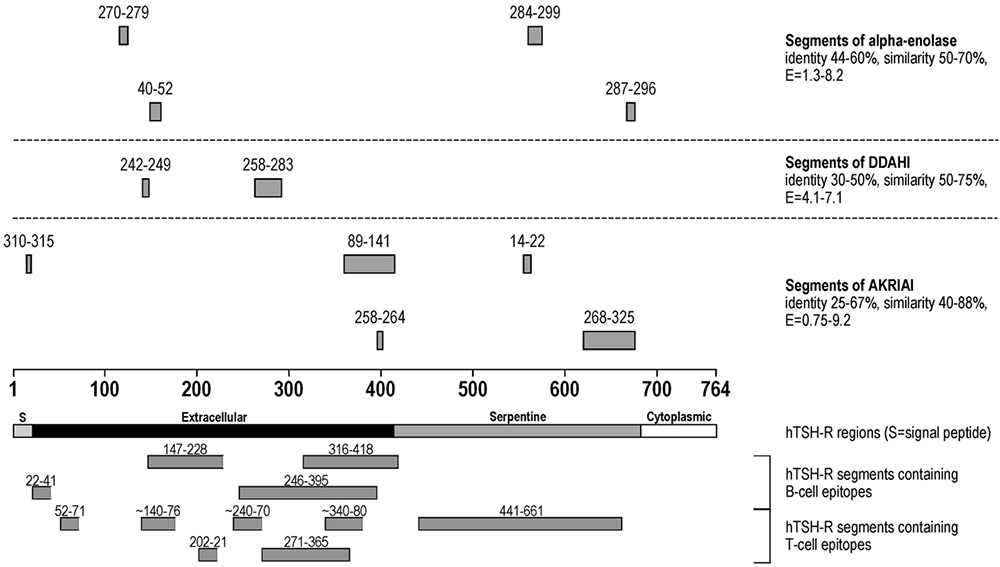 Landmark_IMR's tweet photo. Welcome to read the #highcited paper in Frontiers in Bioscience-Landmark:
Homology between TSH-R/Tg/TPO and Hashimoto’s encephalopathy autoantigens, by Fabrizio Guarneri et al
https://t.co/hUuVxhzLh5
#HashimotoEncephalopathy #Autoimmunity #Thyroid #thyroiditis #Brain #CNS https://t.co/bL6l6Hp2Ru