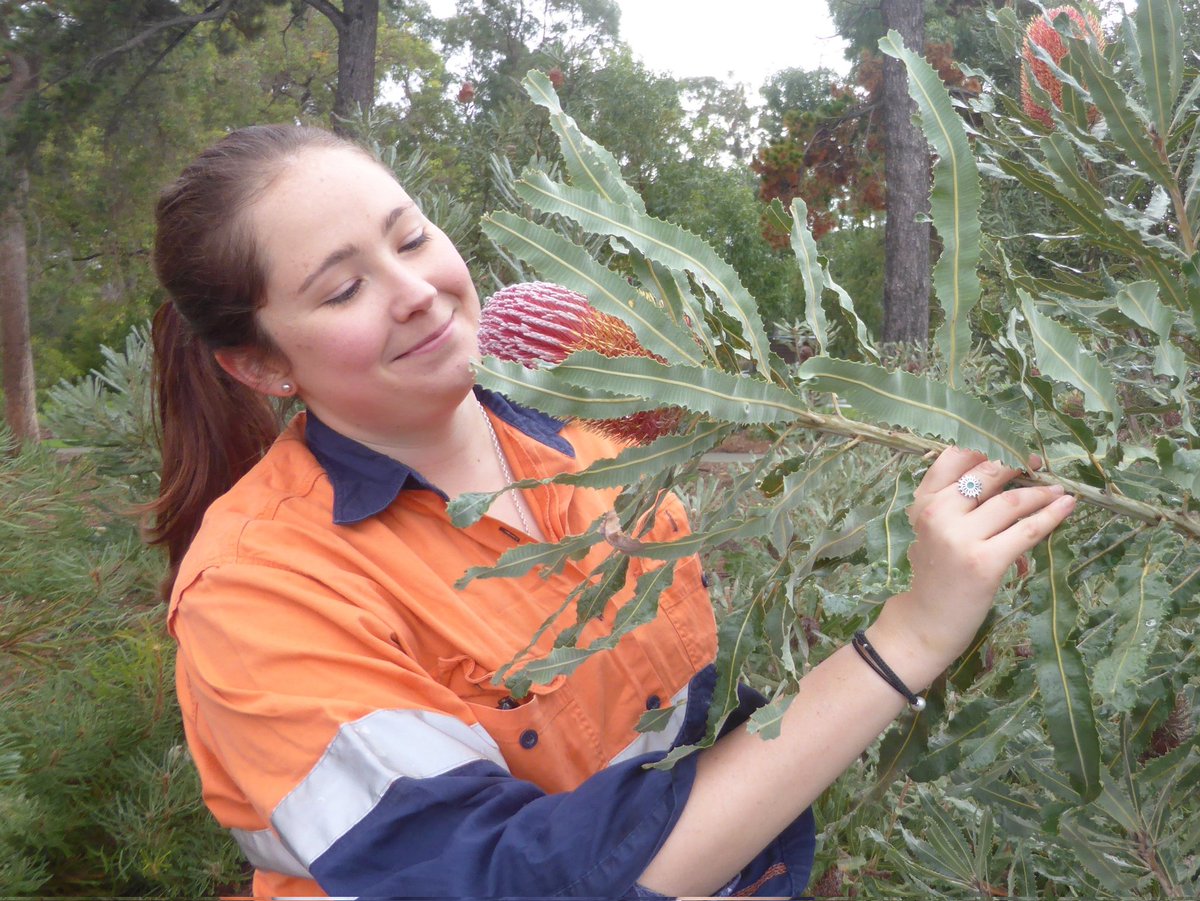 Kings Park tweet media