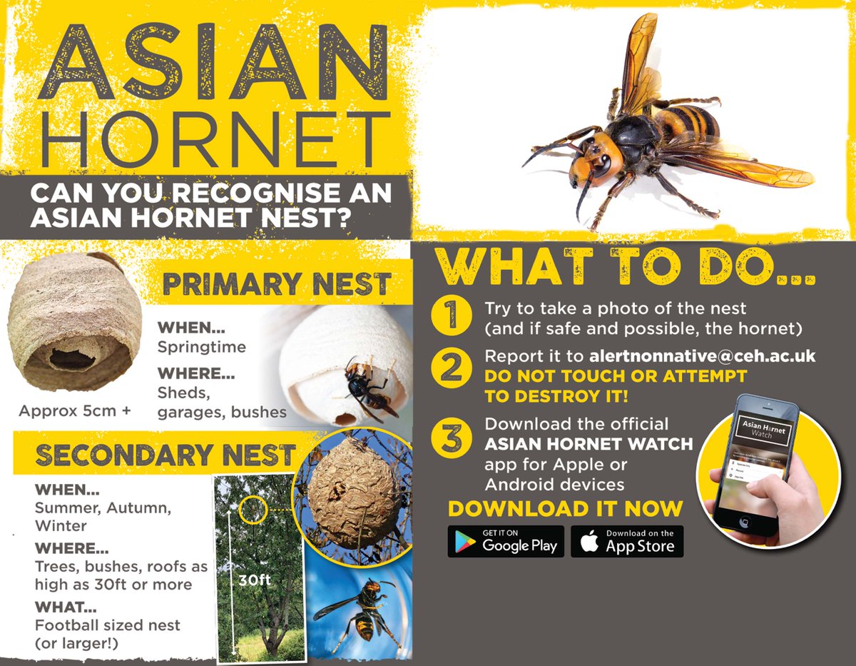 It's #AsianHornetWeek 

A campaign that helps to protect our native bee population. If you see one of these insects then please report it to alertnonnative@ceh.ac.uk 

Please do not touch or attempt to harm the hornet.

For more info 👉 bit.ly/3ziyG5z

<a href="/britishbee/">BBKA</a>