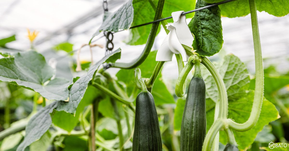 Looking for a smooth way to conduction your tendrils and stems along the crop wire? 🥒🔍 Try the Bato Top Hook and get started quickly and easily! lnkd.in/eEN5qezj
